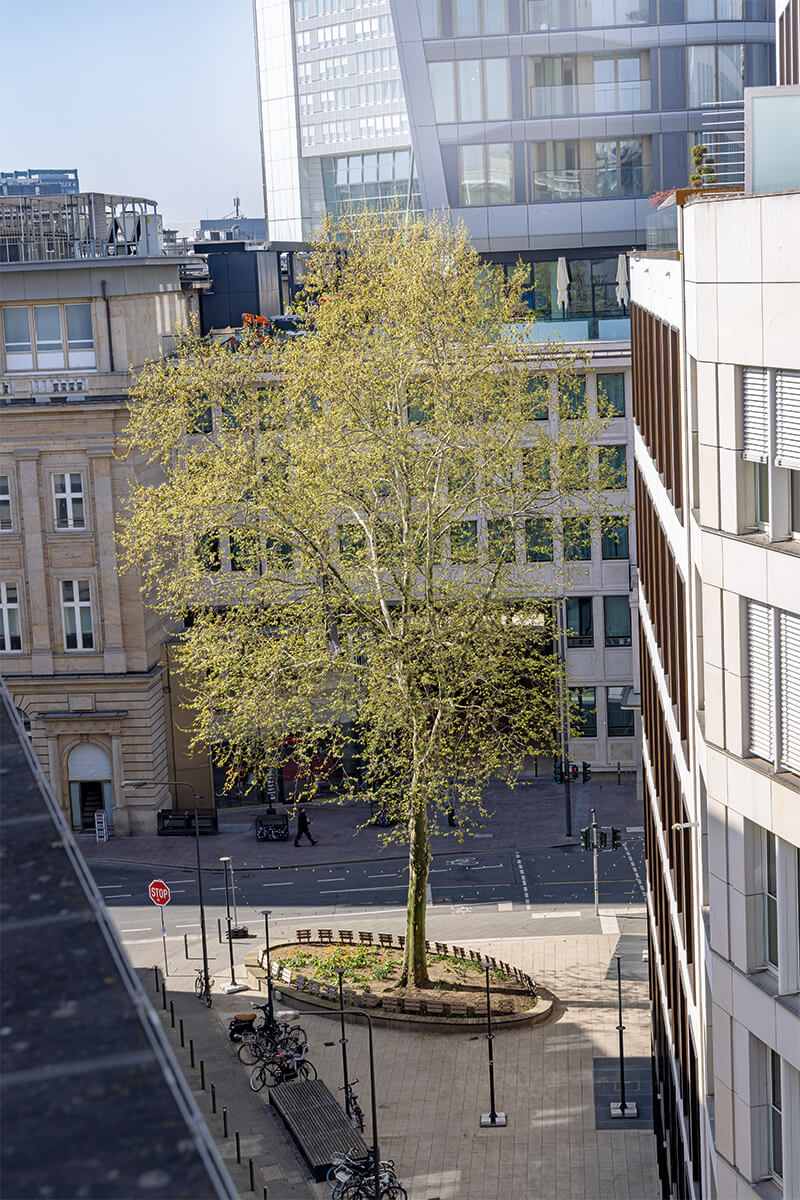 großer grüner Baum umgeben von hohen Gebäuden